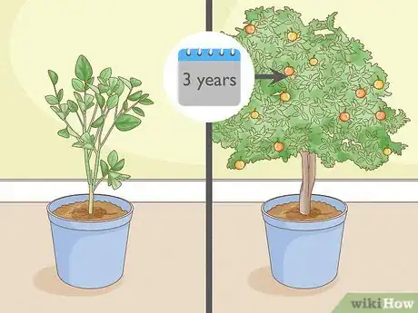 Image titled Grow Mandarin Trees Step 20