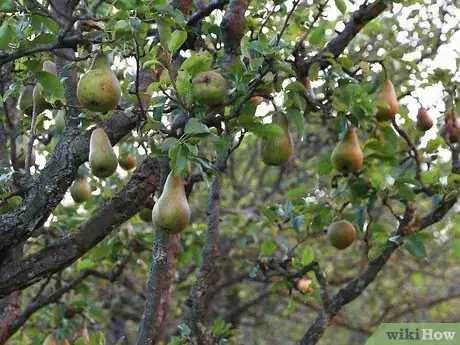 Image titled Buy Fruit Trees Step 8