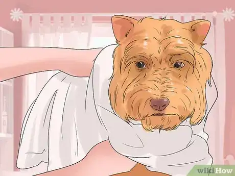 Image titled Groom a Silky Terrier Step 11