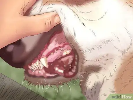 Image titled Care for a Dog After It Has Just Vomited Step 1