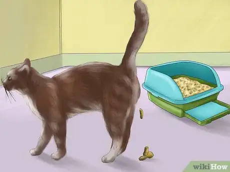 Image titled Spot Feline Diabetes Step 3