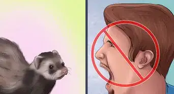 Litter Train Your Ferret