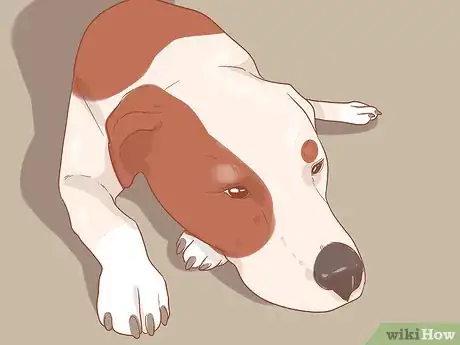 Image titled Know When Your Dog is Sick Step 9