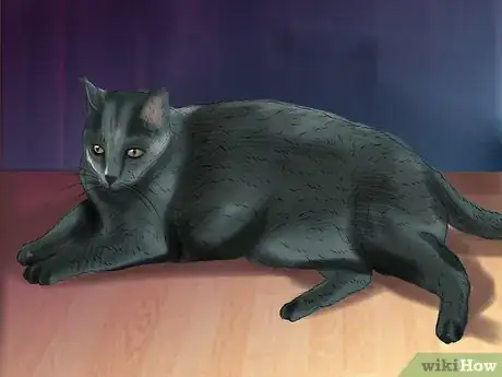 Image titled Care for a Korat Step 10