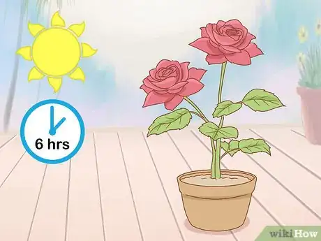 Image titled Grow Long Stem Roses at Home Step 6