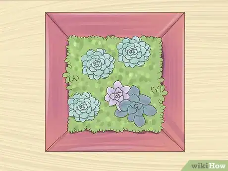 Image titled Display Succulents Step 1