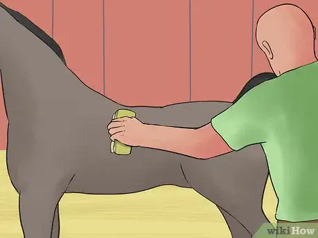 Image titled Care for an Arabian Horse Step 9