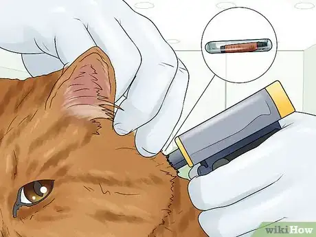 Image titled Care for an American Bobtail Cat Step 15