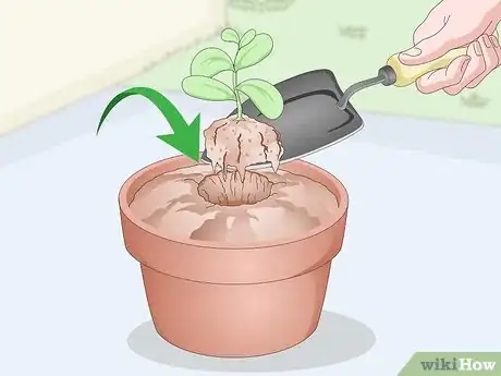 Image titled Plant Guanabana Seeds Step 14