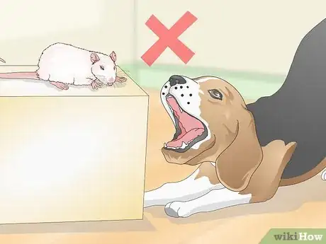 Image titled Keep Pet Rats Safe Around Other Pets Step 1