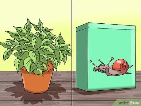 Image titled Grow Coleus Step 23