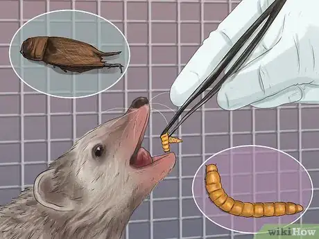 Image titled Tame a Hedgehog Step 6