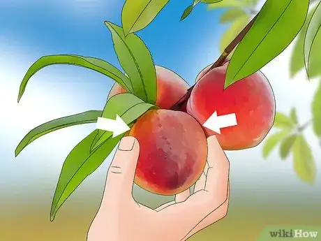 Image titled Pick Peaches Step 5