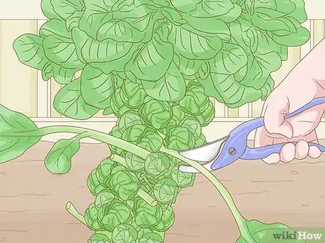 Image titled Harvest Brussels Sprouts Step 4