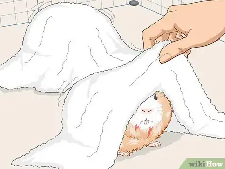 Image titled Help Two Guinea Pigs Get Along Step 11