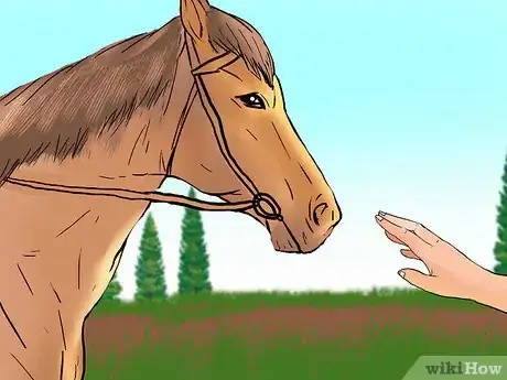 Image titled Buy a Trail Horse Step 12