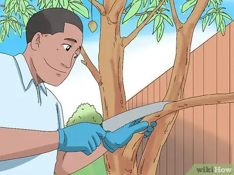 Image titled Prune a Mango Tree Step 11