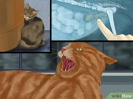 Image titled Detect Common Signs of Illness in Cats Step 8
