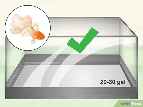 Image titled Care for Fancy Goldfish Step 1
