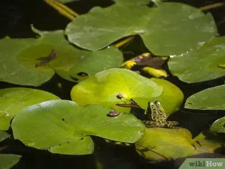Image titled Celebrate the International Day for Biodiversity Step 1