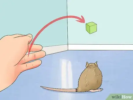 Image titled Train a Rat to Retrieve Objects Step 3