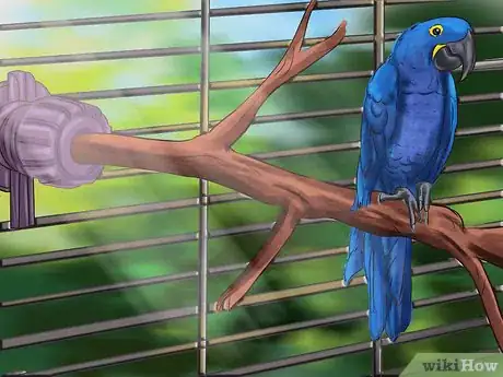 Image titled Care for a Hyacinth Macaw Step 4