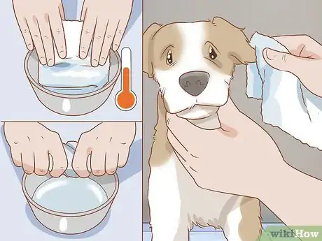 Image titled Treat Frostbite in Dogs Step 3