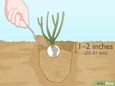 Image titled Plant Bare Root Roses Step 13