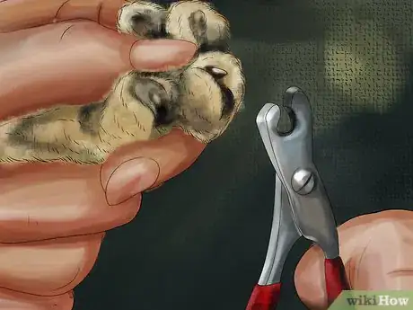 Image titled Choose Nail Trimmers for Your Cat Step 2