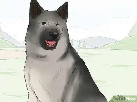 Image titled Identify a Norwegian Elkhound Step 10