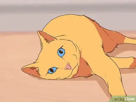 Image titled Watch for Common Senior Cat Health Issues Step 7