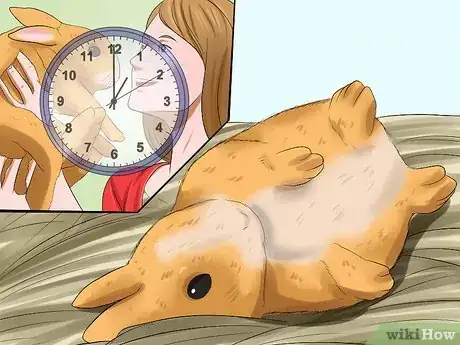 Image titled Know if You're Ready to Care for a Bunny Step 4