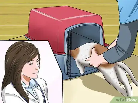 Image titled Treat Feline Glaucoma Step 10