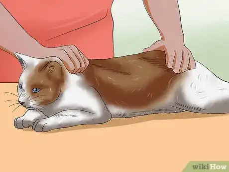 Image titled Express a Cat's Anal Glands Step 2