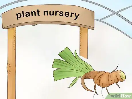 Image titled Grow Orris Root Step 1