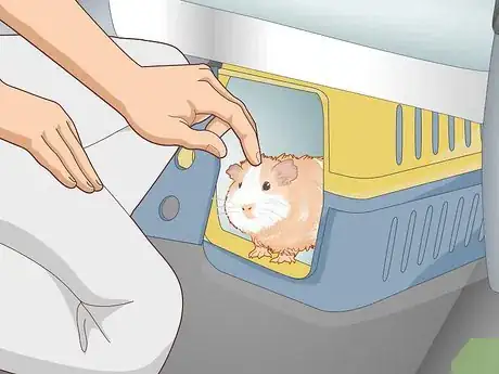 Image titled Transport a Guinea Pig Step 14