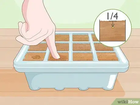 Image titled Grow Night Scented Stock Step 12