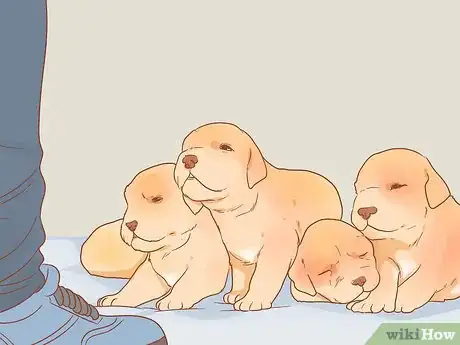 Image titled Buy a Golden Retriever Puppy Step 9