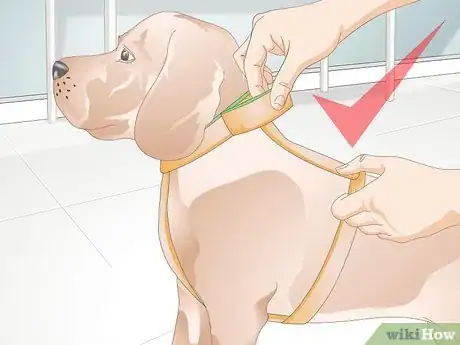 Image titled Choose the Right Harness for Your Dog Step 12