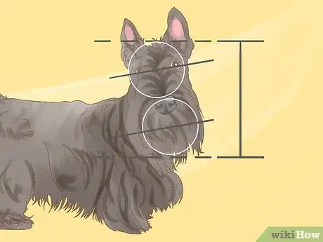 Image titled Identify a Scottish Terrier Step 2