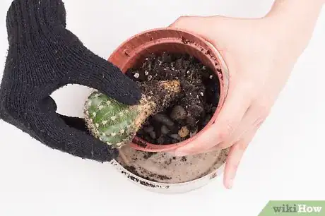 Image titled Pot a Spiny Cactus Without Getting Pricked Step 4