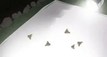 Make an Insect Catching Kit