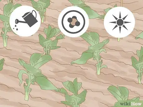 Image titled Reduce the Use of Pesticides in Farming Step 6