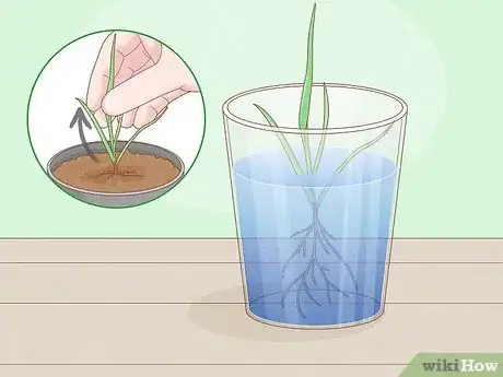 Image titled Grow Sweetgrass Step 8