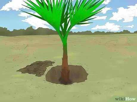 Image titled Grow a Washingtonia Robusta Step 8