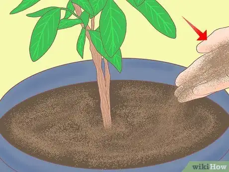 Image titled Plant a Lemon Seed Step 28