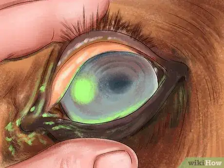 Image titled Spot Ulcer Symptoms in Horses Step 12