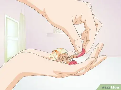 Image titled Hold a Hermit Crab Step 6
