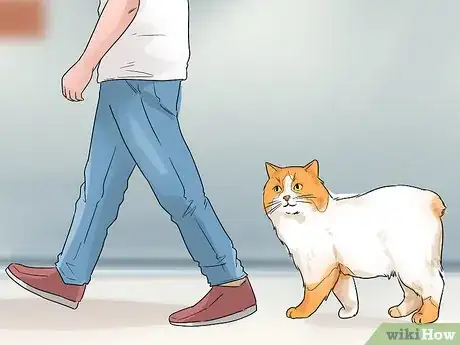 Image titled Identify a Cymric Cat Step 10