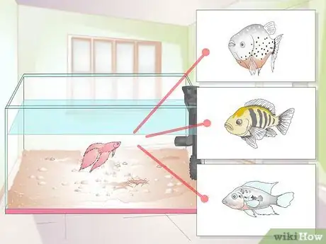 Image titled Buy Fish for an Aggressive Freshwater Aquarium Step 1